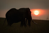 Fototapeta Zwierzęta - African bush elephant near horizon at sunset