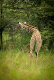 Fototapeta Sawanna - Baby Masai giraffe in trees lowering head