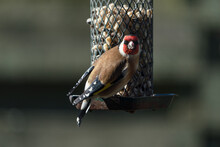 European Goldfinch Sitting On A Bird Feeder With Peanuts And Sunflower Seeds