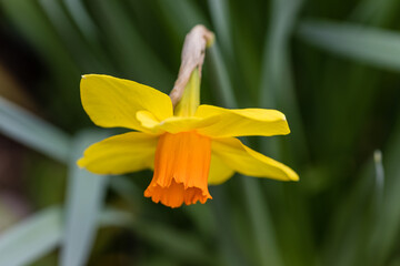 Narcissus Branchenhurst flower grown in a garden