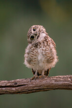 Funny Burrowing Owl (Athene Cunicularia) Tilts His Head In Curiosity As He Spots A Photographer Taking His Picture.