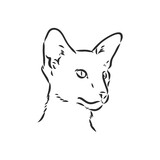 Fototapeta Koty - Oriental Shorthair cat. Hand drawn style print. Vector illustration.