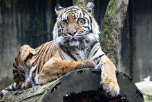 The Sumatran Tiger, Panthera Tigris Sumatrae, Rests Happily On The Trunk