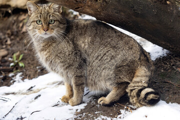european wild cat, felis s. silvestris, sitting crouched under a trunk