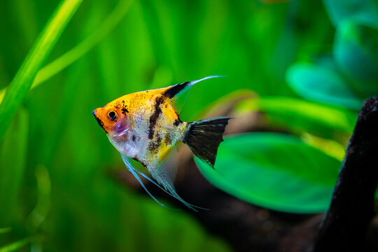 Koi Angelfish (Pterophyllum scalare) isolated in tank fish with blurred backgroun