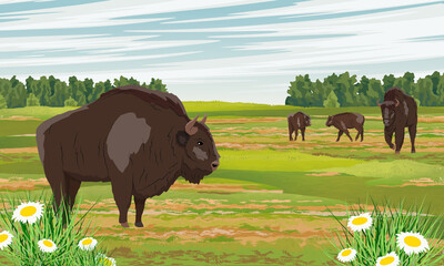 A herd of European bison Bison bonasus in a floodplain meadow with chamomiles and herbs. Males, females and calves European wood bison. The wisent or the zubr. Realistic vector wild animals of Europe.