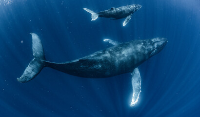 Wall Mural - Humpback Whale