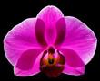 Orchidè
