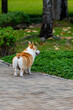 Vertical photo of Welsh Corgi dog with fat butt and trimmed fur