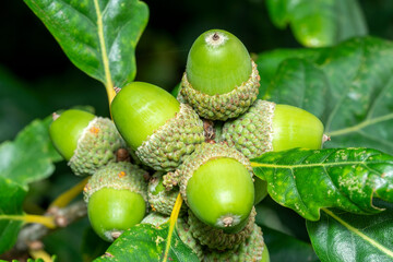 Wall Mural - acorns growing on an oak tree branch showing fresh green growth, stock photo image