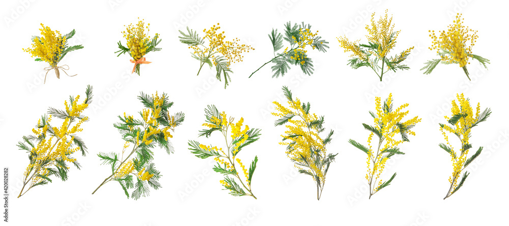 Set with bright yellow mimosa flowers on white background. Banner design - obrazy, fototapety, plakaty 