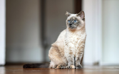 Wall Mural - Older gray cat with piercing blue eyes, sitting on wooden floor, shallow depth of field photo