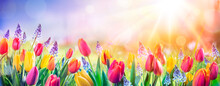 Abstract Defocused Spring Background - Tulips And Hyacinth Flowers In Sunny Field