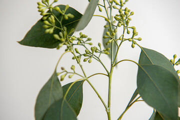 Eucalyptus leaves and Flower Buds