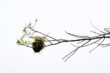 Nature bird nest on top branch tree. isolated on white background