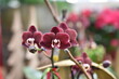 Schmetterlins-Orchidee