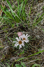 Wild Flowers Of An Early Flowering Plant In Spring In Wyoming, US