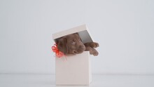 Portrait Of Brown Labrador Puppy Trying To Open The Gift Box On A Floor