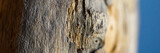 Fototapeta  - Makroaufnahme eines alten Holzstabes