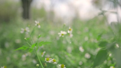 Wall Mural - slow motion pan in shrubbery flower in garden