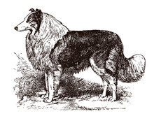 Standing Rough Collie In Side View, After An Antique Illustration