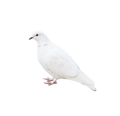 Wall Mural - A pigeon, isolated on white background