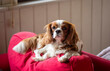 © DimitriDim - The Beautiful King Charles sitting on Sofa