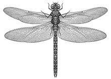 Engrave Isolated Dragonfly Hand Drawn Graphic Illustration