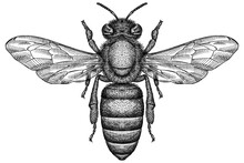 Engrave Isolated Bee Hand Drawn Graphic Illustration