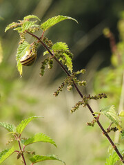 Wall Mural - Snail with a shell on the stalk of a nettle