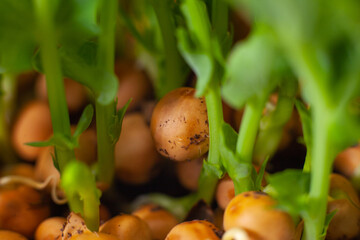 Germination of seeds for nutrition. Seedlings Micro Greens