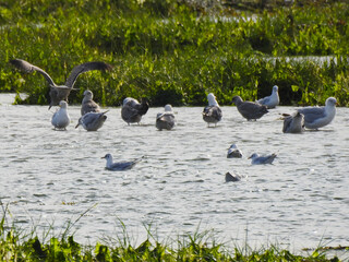 Wall Mural - A group of birds on the  shallow water