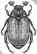 Engrave isolated beetle hand drawn graphic illustration