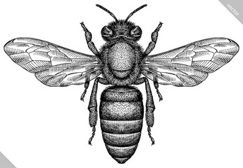 Wall Mural - Engrave isolated bee hand drawn graphic illustration