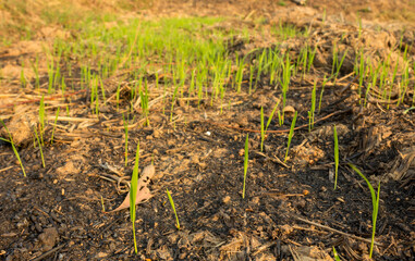 Rice seedlings