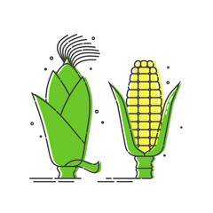 Golden corn on white background. Untreated organic food. Healthful product. Young yellow ear of maize with green leaves. Vegetarian healthy eating. Flat line art icon. Two kinds isolated object