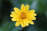 Fototapeta Storczyk - yellow flower