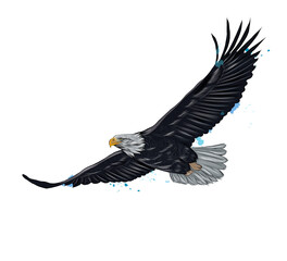 Fototapete - Flying bald eagle from a splash of watercolor, colored drawing, realistic. Vector illustration of paints