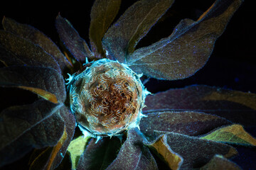 flower bud in ultraviolet light