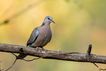A Spotted Dove Perched On A Branch In The Bushy Jungles On The Outskirts Of Bangalore