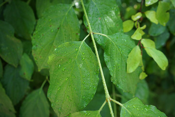 Sticker - Closeup shot of wet green leaves in the garden in the sunlight