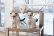 Three kittens stand on a wooden stool by the window