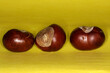 Rosskastanie, Kastanie, Schmalkalden, Thueringen, Deutschland, Europa   --  
Horse chestnut, Chestnut, Schmalkalden, Thuringia, Germany, Europe
