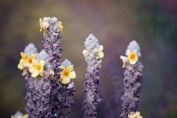 Sticker - flowers in spring