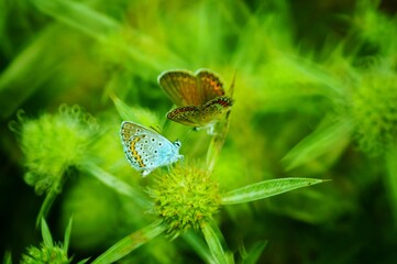 Canvas Print - butterfly on the grass