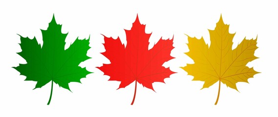 Wall Mural - Set of vector maple leaves of different colors. Vector illustration.