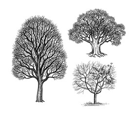 Wall Mural - ink sketches of winter trees.