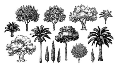 Wall Mural - mediterranean trees big set.