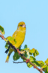 Wall Mural - Greenfinch Chloris chloris bird singing