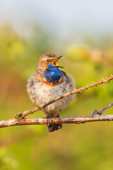 Wall Mural - Closeup of a blue-throat bird Luscinia svecica cyanecula singing in a tree